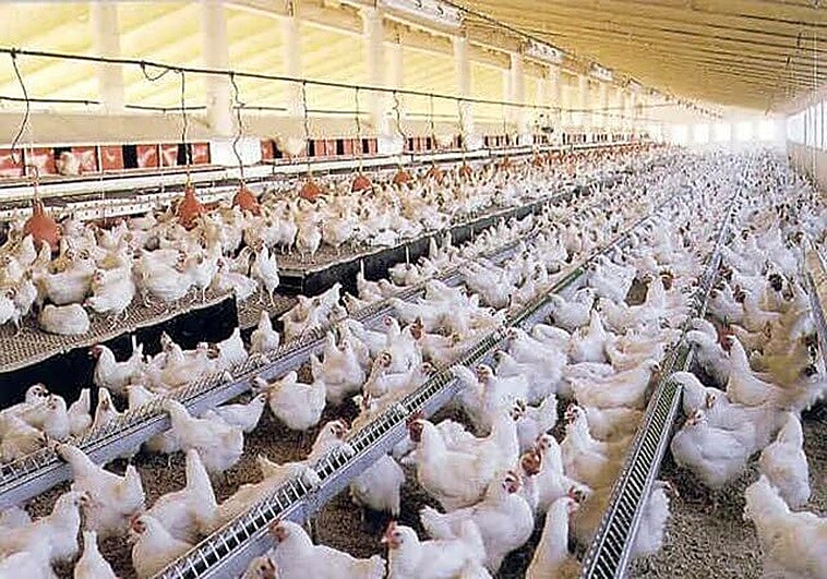 El Gobierno confina explotaciones avícolas en 197 municipios andaluces por la gripe aviar